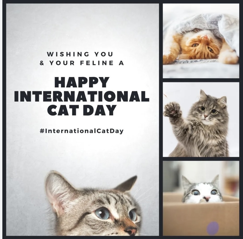 Happy International cat day 🐈 Hancock Prospecting PTY LTD